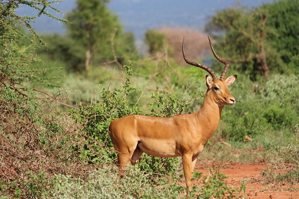 antelope shimba hills
