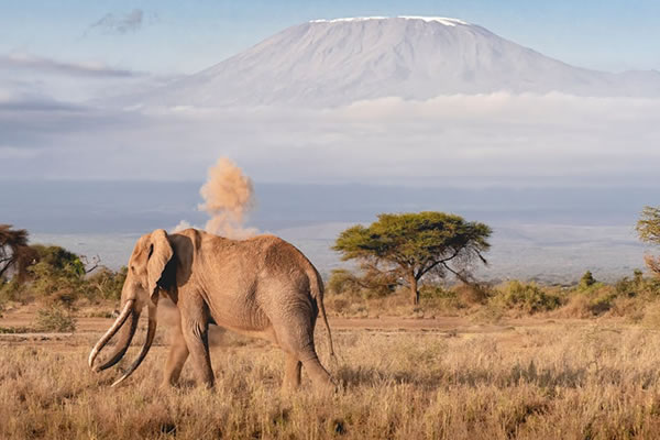 elephant and kilimanjaro