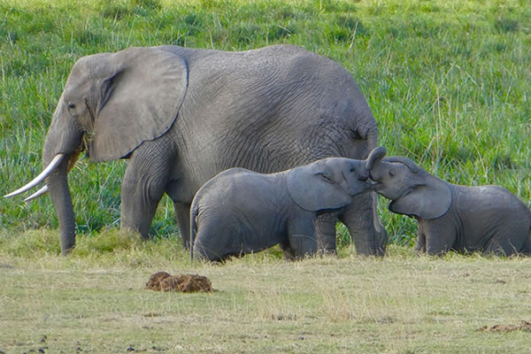 elephants in amboseli national park