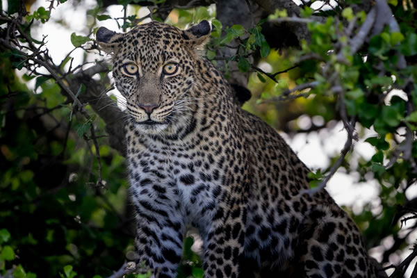 leopard kenya safaris