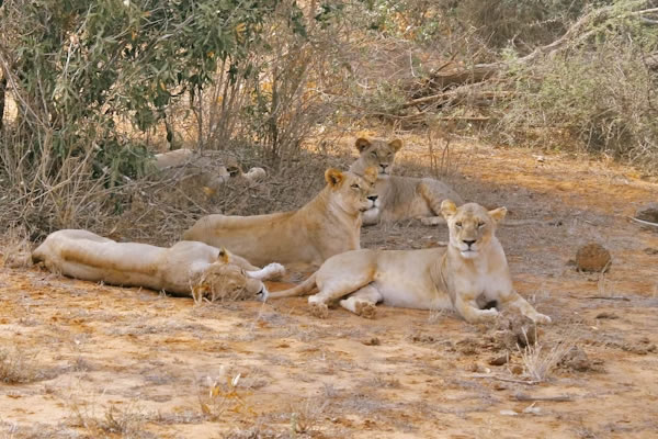 tsavo east lions