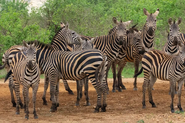 tsavo west zebras